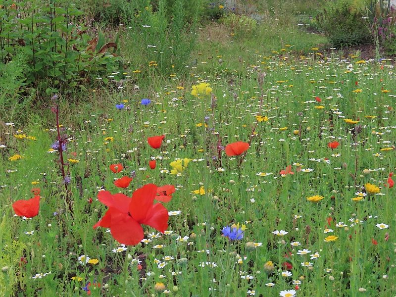 Calderstones Nature Reserve